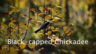 Adorable Chickadees with Autumn Foliage Alberta Relaxing Nature