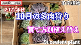 359{多肉植物} 秋の多肉狩り🧺育て方別 植え替え【多肉事】【初めての多肉】【多肉狩り】【大きく育てたい多肉】【増やしたい多肉】【Succulent】