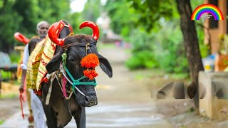 काली भैंस हूँ - Buffalo Hoon - By Dr Ashok Sinha