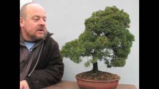 Bonsai YOU Can Make At Home Bonsai YOU Can Make At Home