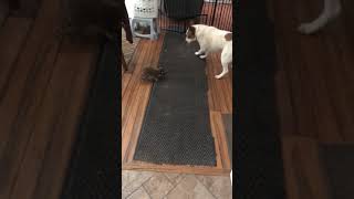 徐々に仲良くなる犬とアライグマのアニマルコンビ【かわいい動物Tiktok動画】 #shorts #tiktok