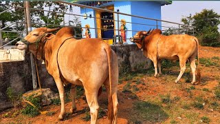 Big size thurpu bulls,బలమైన తూర్పు కోడెలను నిడ్జింత నుండి మద్దూర్ సంతకి తెచ్చినరైతు నర్సింహులు గారు.