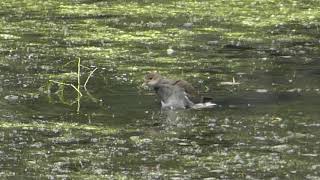 バン(幼鳥）とカイツブリ