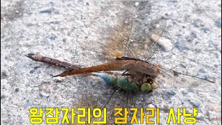 풀버전)왕잠자리의 잠자리 사냥(The dragonfly's dragonfly hunt)