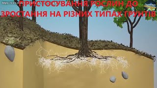 Пристосування рослин до зростання на різних типах грунтів (галофіти)