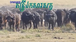 តន្ត្រីឯកសារសត្វ ភាគ២០ ក្របីលើកទ័ពធ្វើសង្គ្រាមជាមួយតោ