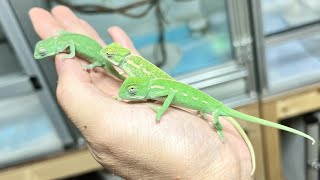 カメレオンの赤ちゃん、たくさん卒業しました【バシリスクカメレオン】