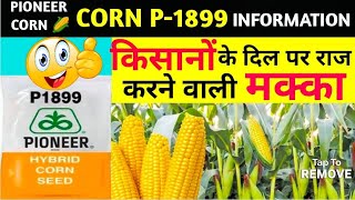 Pioneer Corn P1899 full information ! Makka ki kheti 🌽  पायोनीयर पी_1899 मक्का की जानकारी 🌽 Maize