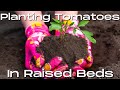 How to Plant Tomatoes in Raised Beds