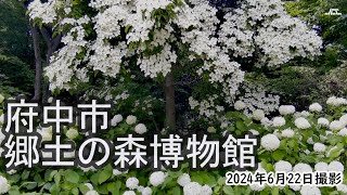 【4K】府中市郷土の森博物館であじさいが見頃（2024年6月22日）