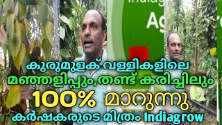 കുരുമുളക് വള്ളികളിലെ ഇലകരിച്ചിൽ മഞ്ഞളിപ്പ് പൂർണ്ണമായും മാറി 100 മേനി വിളവ് ലഭിക്കാൻ | Indiagrow l