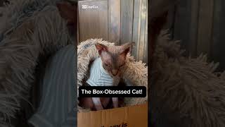 📦 🐱 #cats #ytcat #cat #sphynxcat #kitten #catyt #catcat #catlover #catsytube #cuteanimals #fypage