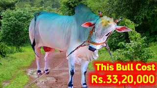 Rk Bulls వారు కొన్నా Lion గిత్త అక్షరాల 33,20,000 || Ongole Cattle Best Bulls || R.K Big Bull