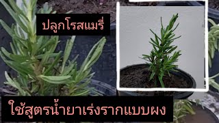 [ปลูกโรสแมรี่ ]พร้อมสูตรปักชำกิ่งให้รากเต็มกระถาง#โรสแมรี่