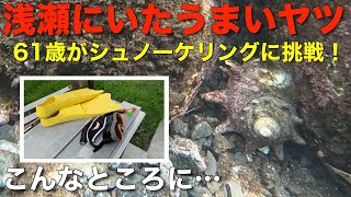 【サザエ密漁？】こんな浅瀬にいるの…？