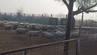 #Nali ki #Sheep, Morning #Feeding time...#CSBF #Hisar #Haryana