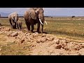 GETTING DANGEROUSLY CLOSE TO AN AFRICAN ELEPHANT/AMBOSELI KENYA