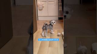 後ろ姿も愛おしい #子犬 #マルチーズ #チワワ #マルチワ #ミックス犬 #dog #puppy #犬