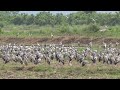 open billed stork asian openbill นกปากห่าง