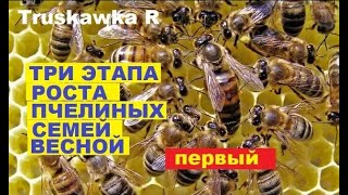 #bees. How bees develop in the spring!!!! Why are there a lot of bees, but no brood...