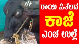 ರಾಯಿ ಸಿತಲದ Kaaje ಎಂಚ ಉಲ್ಲೆ|ಇಲ್ಲದ ಜೋಕುಲು ದಾದ ಪನ್ಪೆರ್|Kajaನ ವಿಷ್ಯ ಪನ್ನಗ ಧಣಿ ಮೌನಿ ಆಯಿನಿ ದಾಯೆ | KAMBALA