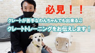 【しつけ】クレートトレーニング方法をお伝えします！