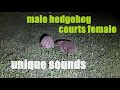 Unique sounds at night - male hedgehog courts female