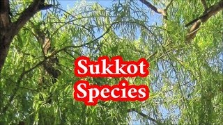 What are the 4 Species of Sukkot?