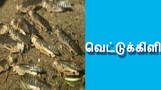 /வெட்டுக்கிளி /vettukili attack/vettukili news/vettukili today trending video/vettukili attack troll