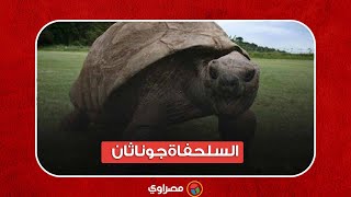 السلحفاة جوناثان عميد كائنات العالم  عمره 191 سنة وما زال يريد التزاوج