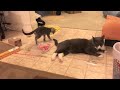 先住猫のしっぽにちょっかいを出す子猫kitten plays big cat s tail