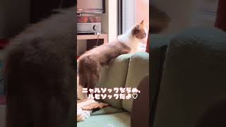 【自宅警備員】我が家のアルソックは働き者です。【子犬】