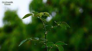 Relaxing Gentle Rain Sounds - Asian Koel Singing Sound Effect in the Back Ground ! Asian Koel Song