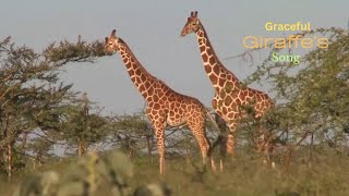 Graceful Giraffe's Song - Kids Song | Hello Baby.