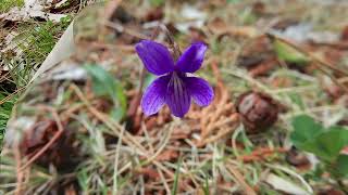 ヒメスミレ/Viola inconspicua subsp. nagasakiensis 10_240402_森林公園