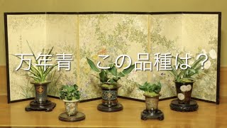 【万年青クイズ30問】この品種は？【万年青の豊明園】Rohdea japonica　OMOTO　説明欄に答えすべてあり