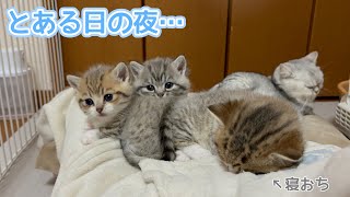 とある日の夜… 飼い主に群がる3つ子の子猫たちが可愛すぎた