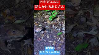 ヒキガエルに話しかける、おじさんUncle talking to a toad#shorts