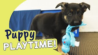 Our Pups Enjoy Autumnal Playtime! | Guide Dogs Puppy Playtime