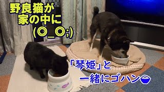 【野良猫が侵入】野良猫が家に入って来た (◎_◎;)