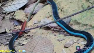 MALAYAN CORAL SNAKE (Calliophis bivirgatus)#animals#malaysia#snake#venom#ZULHILMI⚓TV📺