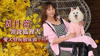 63歲周丹薇痛失2愛犬不敢再收寵物　遵母遺願養狐狸狗「眼神像我媽媽」#專訪 | 台灣新聞 Taiwan 蘋果新聞網