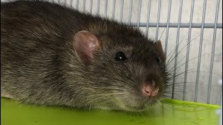 Какую крысу выбрать - мальчика или девочку? 🐀