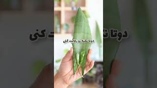 اینم  دوتا راه برای قلمه زدن سانسوریا