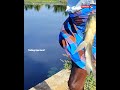 unbelievable tilapia fishing fishing fishingvideo shorts trending singlehookfishing fish viral