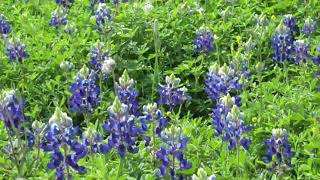 Beautiful bluebonnet season in 2023