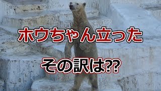 【シロクマの1分動画＃356】ホウちゃん立った💗その訳は？【天王寺動物園】