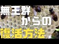 分蜂後の無王群からの復活方法　か式巣箱【日本ミツバチ庭先養蜂】【自然養蜂家】【か式養蜂】【庭先養蜂】【週末養蜂】【日本蜜蜂活性化協会】【趣味の養蜂】