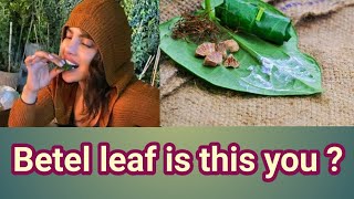 Betel leaf | Betel leaf glory | Y our ancients chewed betel leaf | KKN media