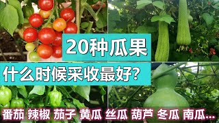 20种瓜果什么时候采收最成熟? How to tell the ripeness of vegetables